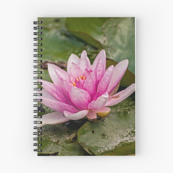 Item preview, Water Lily (1) designed and sold by eddiechui.