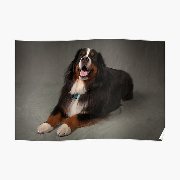 St Bernard Poster