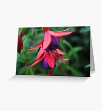 Fuchsia from Summer Greeting Card