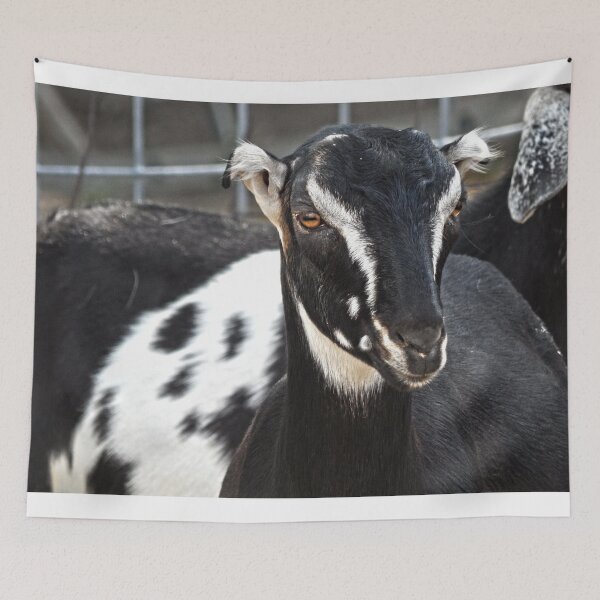 Item preview, spotted lamancha goat  designed and sold by Stephanie  Skeem.