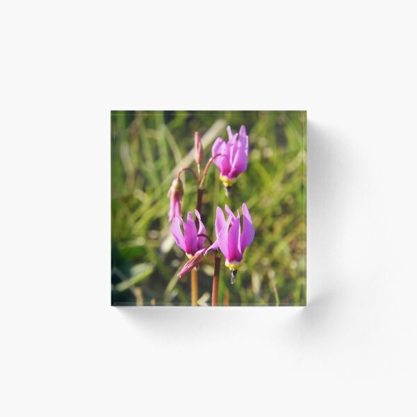 Shooting Stars Acrylic Block