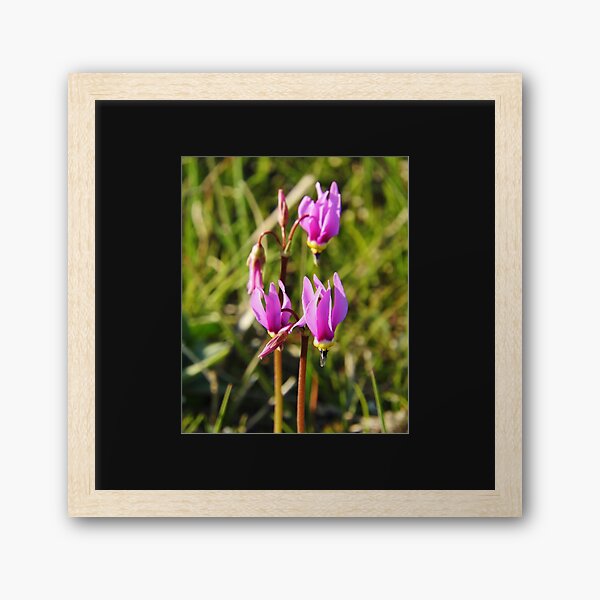 Shooting Stars Framed Art Print
