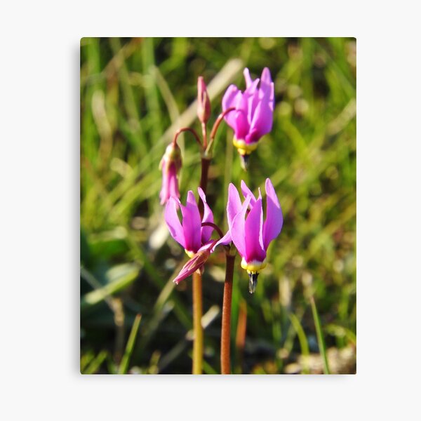 Shooting Stars Canvas Print