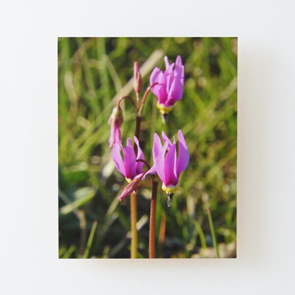 Shooting Stars Wood Mounted Print