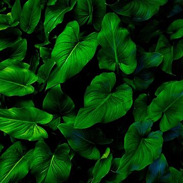 Artwork thumbnail, Dark Green Lilly Leaves by paulmp