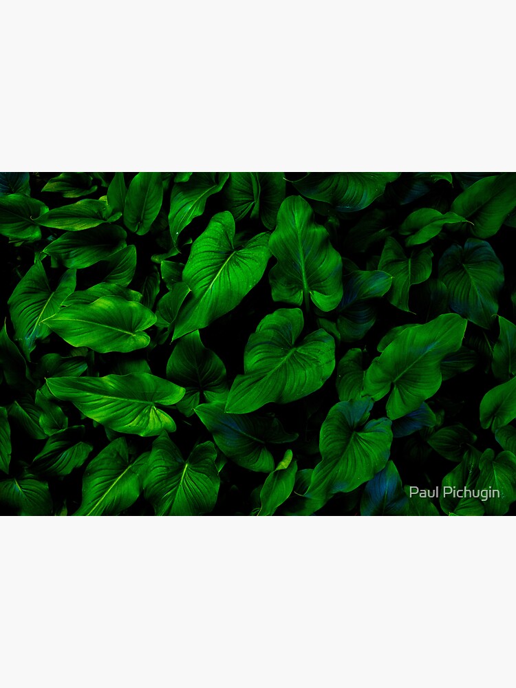 Thumbnail 3 of 3, Sticker, Dark Green Lilly Leaves designed and sold by paulmp.