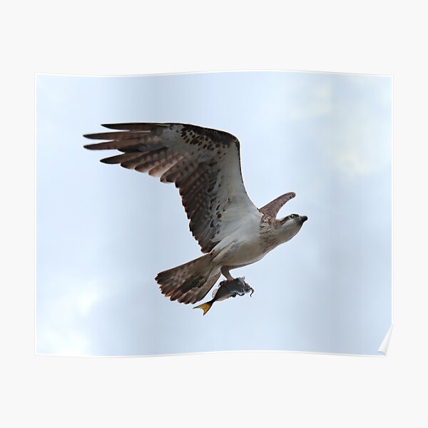 WO ~ SC ~ RAPTOR ~ Eastern Osprey by David Irwin 190919 Poster