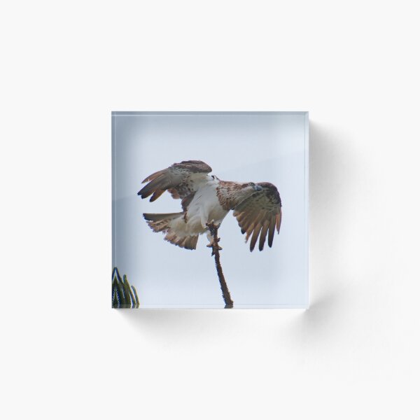 WO ~ SC ~ RAPTOR ~ Eastern Osprey 2 by David Irwin 190919 Acrylic Block