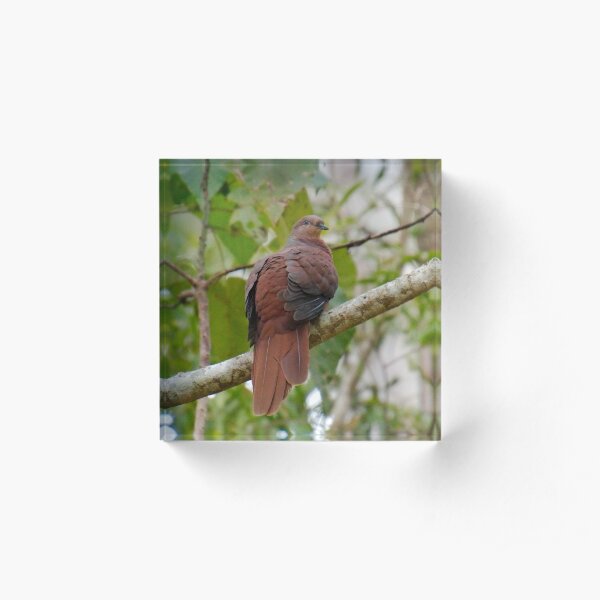 WO ~ SC ~ DOVE ~ Brown Cuckoo-Dove by David Irwin 190919 Acrylic Block