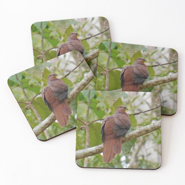 WO ~ SC ~ DOVE ~ Brown Cuckoo-Dove FYMXZU6C by David Irwin 190919 Coasters (Set of 4)