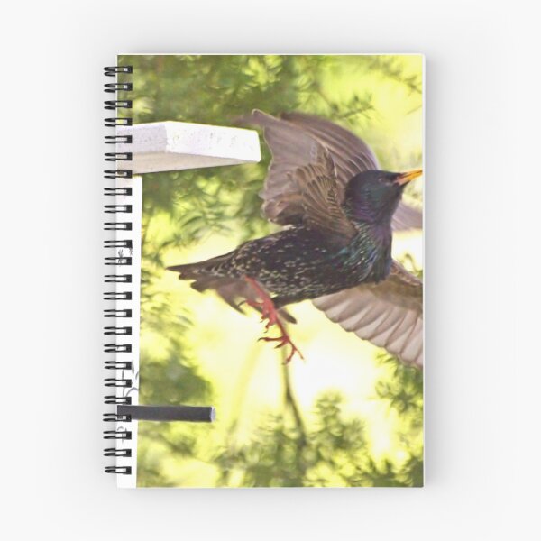Item preview, STARLING - My new Tenant. designed and sold by Roy  Massicks.