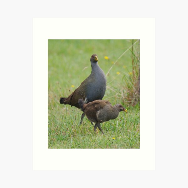 NATIVE-HEN ~ Piyura YKN5C5MB by David Irwin 190919 Art Print