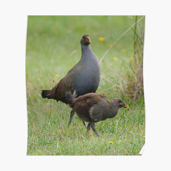 NATIVE-HEN ~ Piyura by David Irwin 190919 Poster