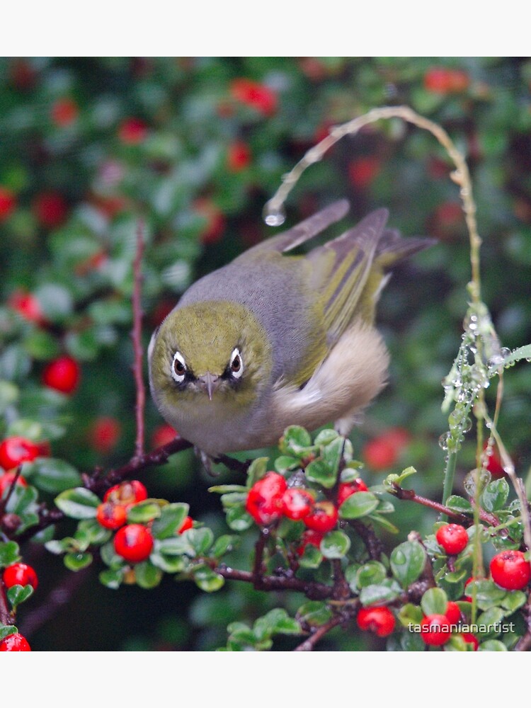 Thumbnail 2 of 2, Greeting Card, SILVEREYE ~ Grey-backed Silvereye TBkDybq5 by David Irwin 190919 designed and sold by tasmanianartist.