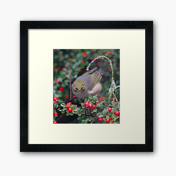 SILVEREYE ~ Grey-backed Silvereye by David Irwin 190919 Framed Art Print