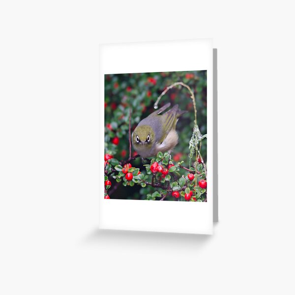SILVEREYE ~ Grey-backed Silvereye TBkDybq5 by David Irwin 190919 Greeting Card
