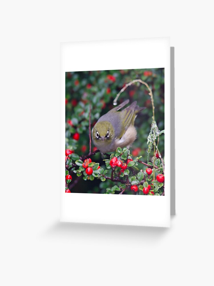 Thumbnail 1 of 2, Greeting Card, SILVEREYE ~ Grey-backed Silvereye TBkDybq5 by David Irwin 190919 designed and sold by tasmanianartist.