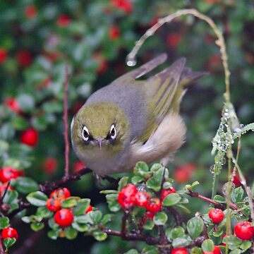 Artwork thumbnail, SILVEREYE ~ Grey-backed Silvereye TBkDybq5 by David Irwin 190919 by tasmanianartist