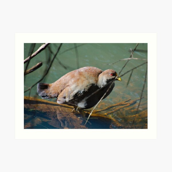 NATIVE-HEN ~ Piyura XV4SNHX9 by David Irwin 190919 Art Print