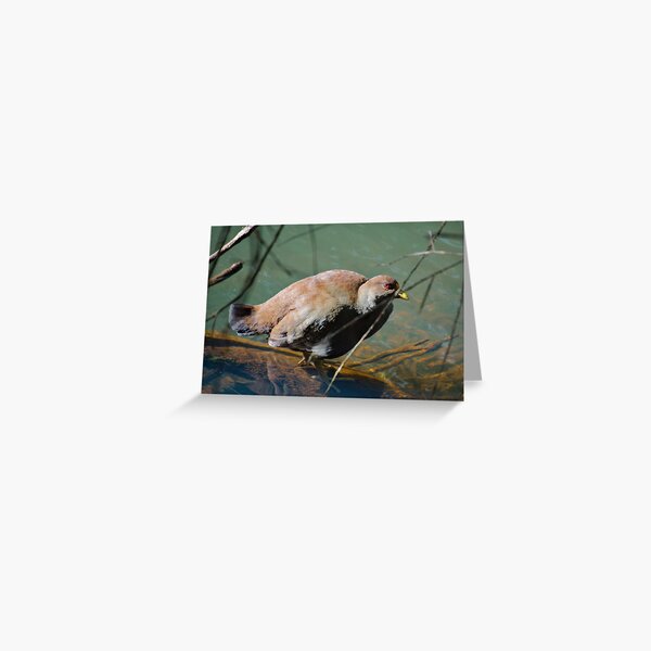 NATIVE-HEN ~ Piyura XV4SNHX9 by David Irwin 190919 Greeting Card