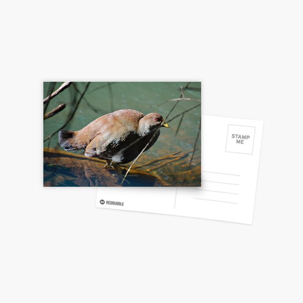 NATIVE-HEN ~ Piyura by David Irwin 190919 Postcard