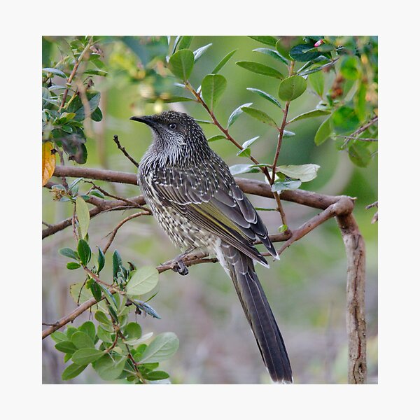 HONEYEATER ~ Little ('Brush') Wattlebird by David Irwin 190919 Photographic Print