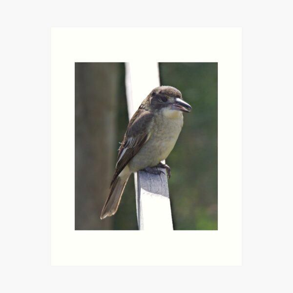 ARTAMIDAE ~ Grey Butcherbird X2PTVMUK by David Irwin 190919 Art Print