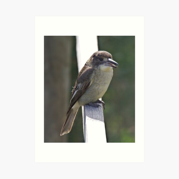 ARTAMIDAE ~ Grey Butcherbird by David Irwin 190919 Art Print