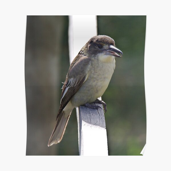 ARTAMIDAE ~ Grey Butcherbird X2PTVMUK by David Irwin 190919 Poster