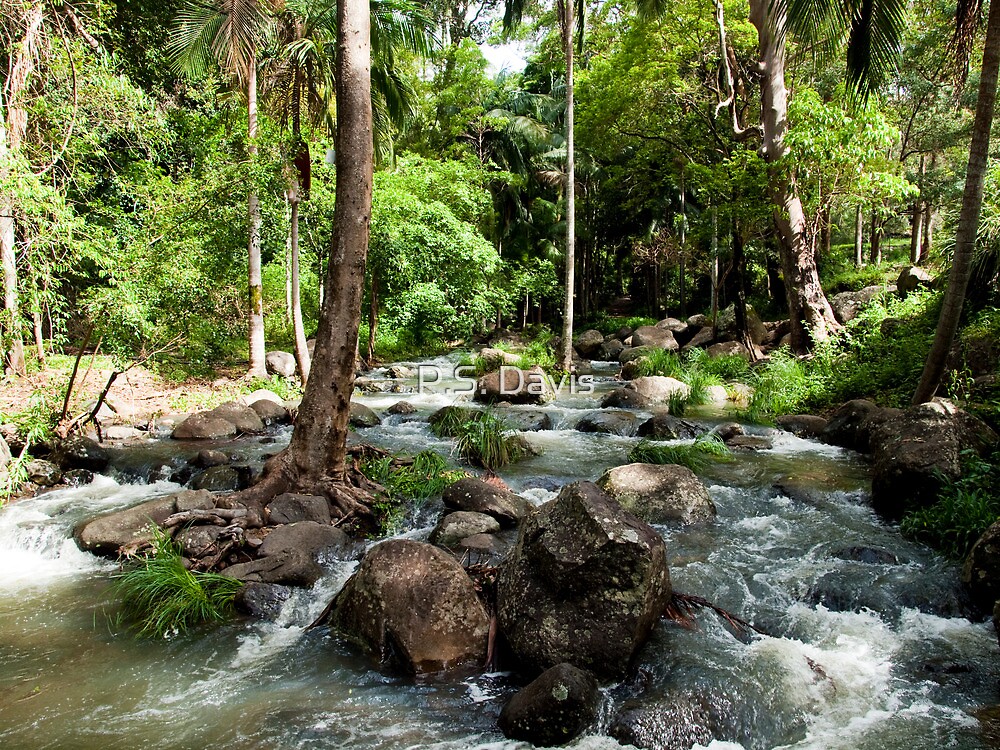 "Cedar Creek Tamborine Mountain Caravan and Camping Gold Coast