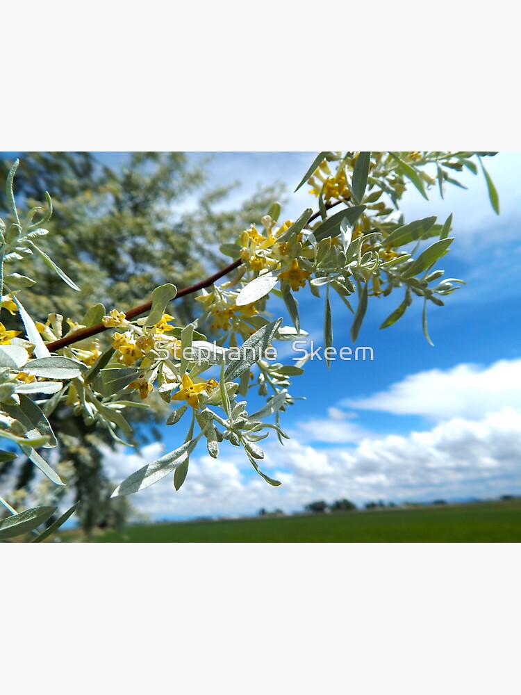 "russian olive tree blossoms utah" Sticker for Sale by Stephanie Skeem