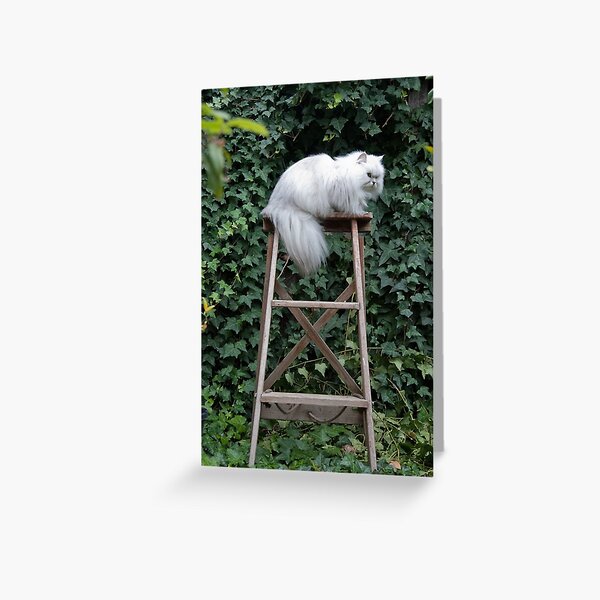 Rosa Greeting Card