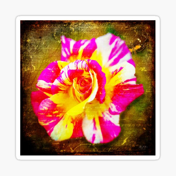 Artikel-Vorschau von Die Rose und die Motte, designt und verkauft von Keith's Photo Artistry.