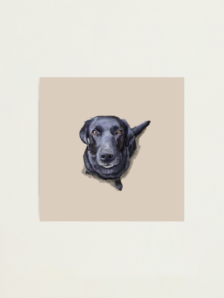 Alternate view of Jacob the Labrador Retriever Photographic Print