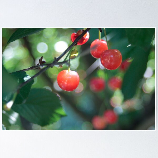 Item preview, Just Cherry  designed and sold by SuddenJim.