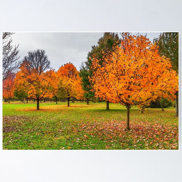 Item preview, Autumn In Springfield designed and sold by mljdwhite.