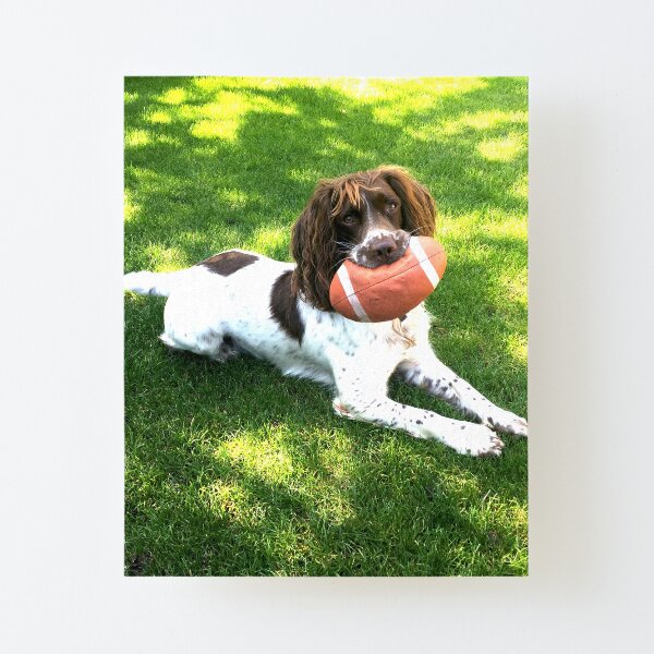 Dappled Light Canvas Mounted Print