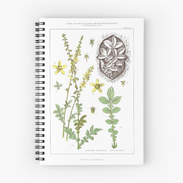 Item preview, Agrimonia Eupatorium. Herb - Agrimony designed and sold by simpson92.