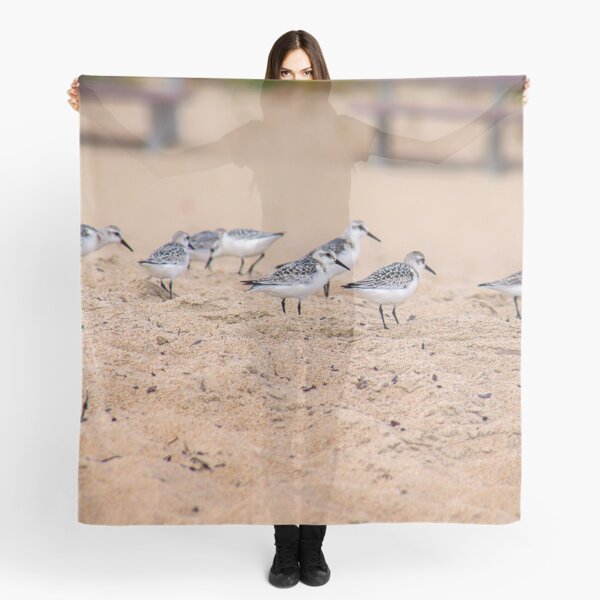 Item preview, Sand Plovers (or grey plovers), Old Orchard Beach, Maine designed and sold by Yannik Hay.