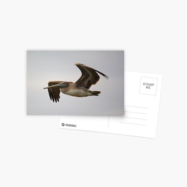 Item preview, Brown Pelican in Flight designed and sold by Paulette1021.