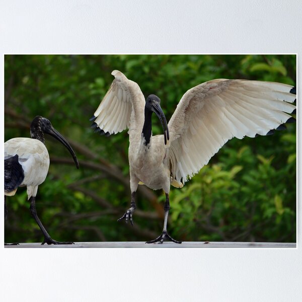 Item preview, Dancing Ibis designed and sold by Loreto Bautista Jr..