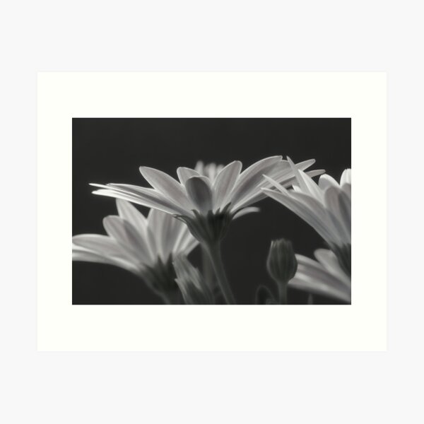 Item preview, Daisy dreams designed and sold by Phoxford.