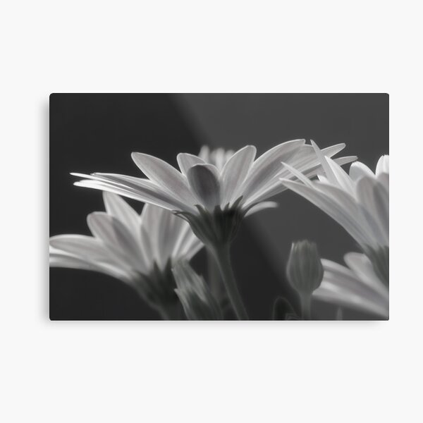 Item preview, Daisy dreams designed and sold by Phoxford.