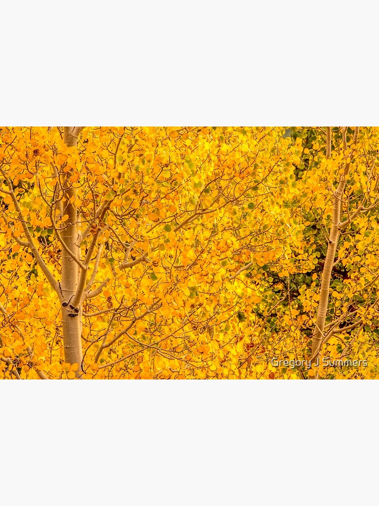 Gold Aspen Coins by nikongreg