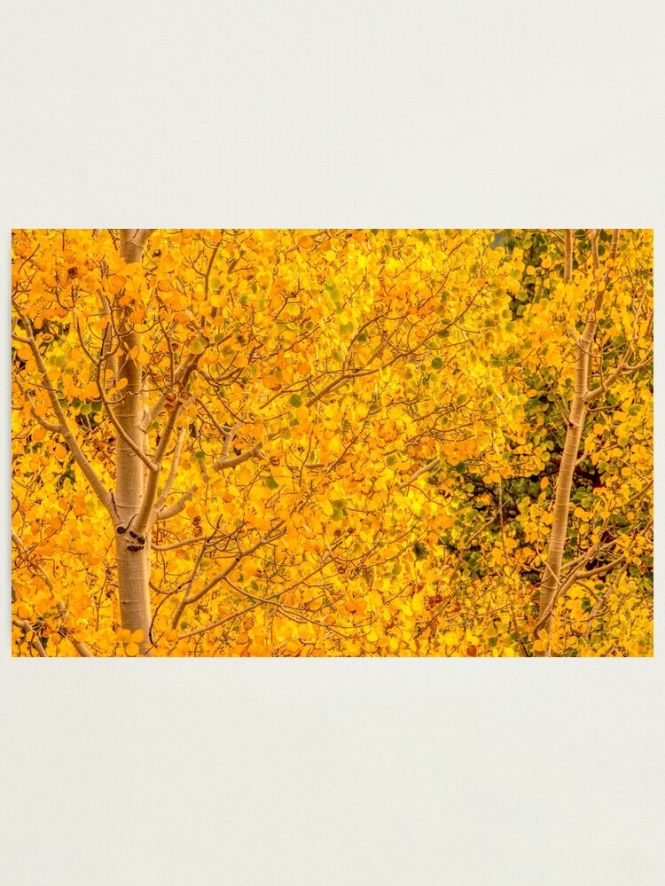 Alternate view of Gold Aspen Coins Photographic Print