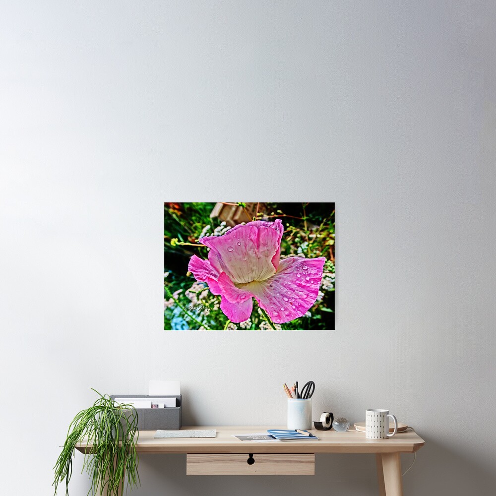 Drippy Pink Poppy Poster
