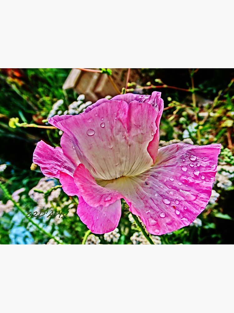 Drippy Pink Poppy by 32DARTS