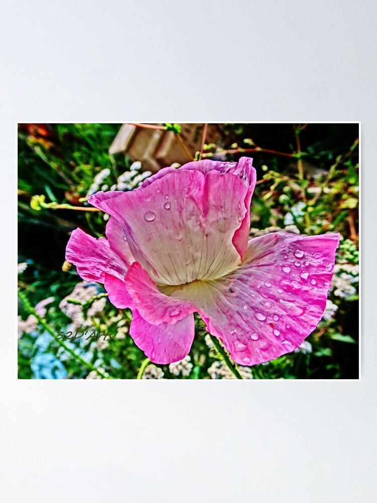 Alternate view of Drippy Pink Poppy Poster