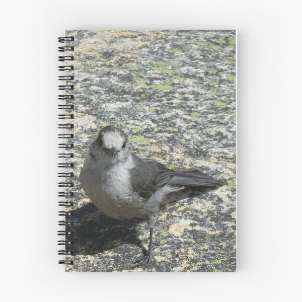 Item preview, Friendly Gray Jay designed and sold by CandyApplCrafts.