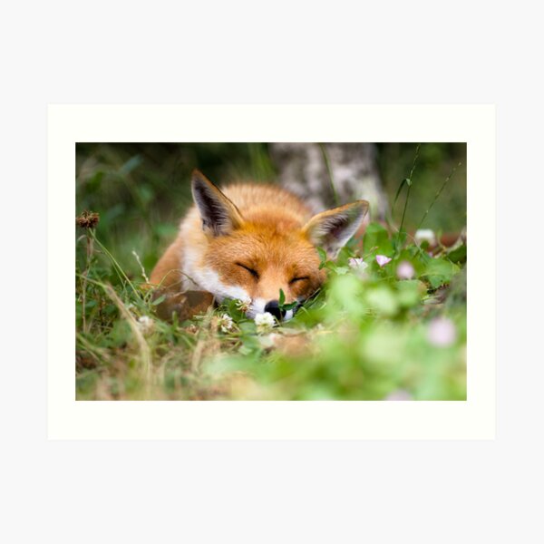 Fox Dream Art Print